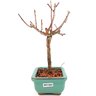 bonsai_sakura_rosa_2_anos_20_cm_12860_4_df7c7df6fb4729dbe48cd01252023f4e