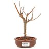 bonsai_sakura_rosa_2_anos_23_cm_12866_1_5c7b8b3798a4c438ede2de0a867aa2ad