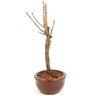 bonsai_sakura_rosa_2_anos_23_cm_12866_2_d17214b07460ca34a494b5443d4a1492