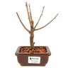 bonsai_sakura_rosa_2_anos_17_cm_12870_1_dbc23aceaa72fe287e1fadb0226149dc