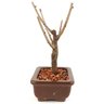 bonsai_sakura_rosa_2_anos_17_cm_12870_2_1b4053c94f8d340be0e4473c97a863d5