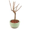 bonsai_sakura_rosa_2_anos_19_cm_12874_2_48d559bae69a67f267636e042af871ee