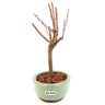 bonsai_sakura_rosa_2_anos_19_cm_12874_4_70d0bac2d228c4d1fa1806154e032ec4