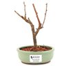bonsai_sakura_rosa_2_anos_17_cm_12876_1_49760cd0a36e65e1e4ef96fadc0fefd3