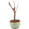 bonsai_sakura_rosa_2_anos_17_cm_12876_2_fa60f7d5d3b0ff98bd038f9af39b778d