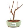 bonsai_sakura_rosa_2_anos_17_cm_12876_3_7b4c3ae2fec6cbd853559951886a981e