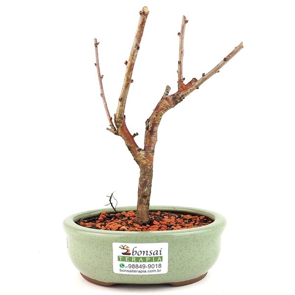 bonsai_sakura_rosa_2_anos_17_cm_12876_3_7b4c3ae2fec6cbd853559951886a981e