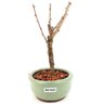 bonsai_sakura_rosa_2_anos_17_cm_12876_4_4c521421fdb381b5ae27fd0b42f33285