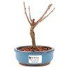 bonsai_sakura_rosa_2_anos_17_cm_12880_1_fe7b9aa5c77ded6336567d11bd6422a2