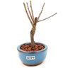 bonsai_sakura_rosa_2_anos_17_cm_12880_2_80b5e2a0dec2db69b4ed3c7392a6d12c