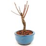 bonsai_sakura_rosa_2_anos_17_cm_12880_4_ad31994ef8776a8c88e79967bf58a7c2