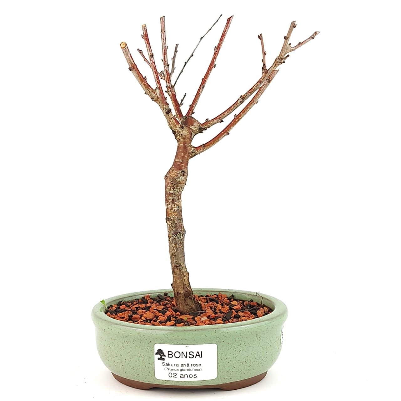 Bonsai Sakura Rosa - 2 Anos 21 Cm