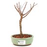 bonsai_sakura_rosa_2_anos_21_cm_12886_1_8980796db766f4d5568d22d7d84b7963