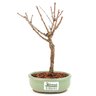 bonsai_sakura_rosa_2_anos_21_cm_12886_3_6d43d56b545d380376603a21bd2ee164