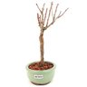 bonsai_sakura_rosa_2_anos_21_cm_12886_4_2f17e9edd8f023dca3fcf8f2eb5738e7