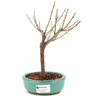 bonsai_sakura_rosa_2_anos_22_cm_12888_2_7e04fd3c1d7166856f93a69456488d3e