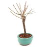 bonsai_sakura_rosa_2_anos_22_cm_12888_1_865b43552dfe9b7384682945bbd7a42e