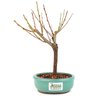 bonsai_sakura_rosa_2_anos_22_cm_12888_4_fd111dfb3c60d710d38ae8145ba78239