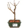bonsai_sakura_rosa_2_anos_19_cm_12894_1_661c673ed6c3ab9a47c595067986c83a