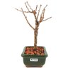 bonsai_sakura_rosa_2_anos_19_cm_12894_2_b3f6fd4efb59d7c3f031e7002a4d1b84