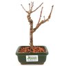 bonsai_sakura_rosa_2_anos_19_cm_12894_3_47f2473c57e4af470ffa99e1c4638654