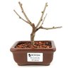 bonsai_sakura_rosa_2_anos_14_cm_12898_1_e5ffa4e43b4b9ed76ff89e1340a9b20c