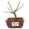 bonsai_sakura_rosa_2_anos_14_cm_12898_3_da3476d0e31b16bbf296855485536326