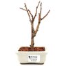 bonsai_sakura_rosa_2_anos_17_cm_12900_1_2af40ed5b4e23397dd024a635dd3b080
