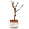 bonsai_sakura_rosa_2_anos_17_cm_12900_2_7b775bad806a3bd5c5832a7bb0cd8b3d