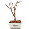 bonsai_sakura_rosa_2_anos_17_cm_12900_3_4a4a47d3b06ad05a18766c9eebe18fbc