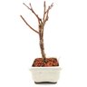 bonsai_sakura_rosa_2_anos_17_cm_12900_4_0001eedaca210706d1c796541539b87b