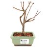 bonsai_sakura_rosa_2_anos_18_cm_12904_1_bca4ace4a5ca7bd8399525510ef3ddc0