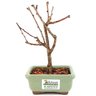 bonsai_sakura_rosa_2_anos_18_cm_12904_3_3b2a4903370ca812511fdbef622257b3
