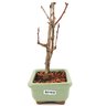 bonsai_sakura_rosa_2_anos_18_cm_12904_4_9157527f2df622616c1bebf73789d8ec
