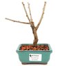 bonsai_sakura_rosa_2_anos_18_cm_12906_1_b85504f54d0a1a5f98d9b04ccac08a7e