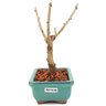 bonsai_sakura_rosa_2_anos_18_cm_12906_4_12409dbb1335e7164a40f7f32ea8a674