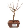 bonsai_sakura_rosa_2_anos_21_cm_12908_1_9018113287ae5a188859bab001102ee5