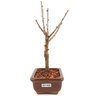 bonsai_sakura_rosa_2_anos_21_cm_12908_2_75c74771f2ec014cc17610a023fa9330