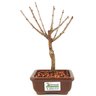 bonsai_sakura_rosa_2_anos_21_cm_12908_3_1682ea8885089b42739d7c46624c3576