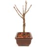 bonsai_sakura_rosa_2_anos_21_cm_12908_4_998b95de12657f9e6768daa4b8c0a78f