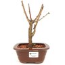 bonsai_sakura_rosa_3_anos_23_cm_12918_1_5b53581931a63b440ec2d42a0b7c1acc