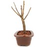 bonsai_sakura_rosa_3_anos_23_cm_12918_2_85f58ade31328d44967aaa56da9ec323