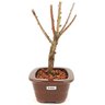 bonsai_sakura_rosa_3_anos_23_cm_12918_4_570e01d30fd1459332c291f1fb751090