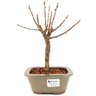 bonsai_sakura_rosa_3_anos_23_cm_12932_1_3e2d5e43337f0b3fce8708eadbefdf9f