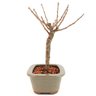 bonsai_sakura_rosa_3_anos_23_cm_12932_2_3f64e5a71be8bcd99000ec1e457f3700