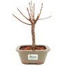 bonsai_sakura_rosa_3_anos_23_cm_12932_3_bd2b1d5469a12d058c848b9fdf1f1471