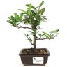 bonsai_piracanta_vermelha_2_anos_19_cm_12946_1_2e2f83c5de62c40a6f9e6b569c1108e7