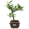 bonsai_piracanta_vermelha_2_anos_19_cm_12946_2_c2a73b66633adc3438a045554efff3d5