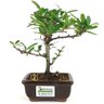 bonsai_piracanta_vermelha_2_anos_19_cm_12946_3_be0bd177556d726e67f658549d9a6bd1