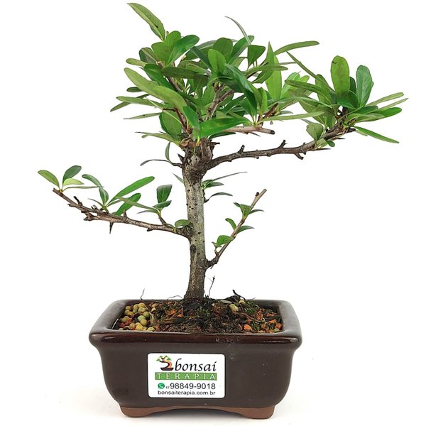 bonsai_piracanta_vermelha_2_anos_19_cm_12946_3_be0bd177556d726e67f658549d9a6bd1